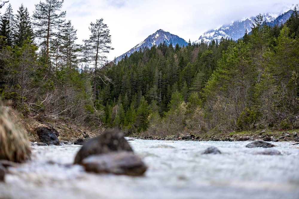 green pine trees near mountain during daytime