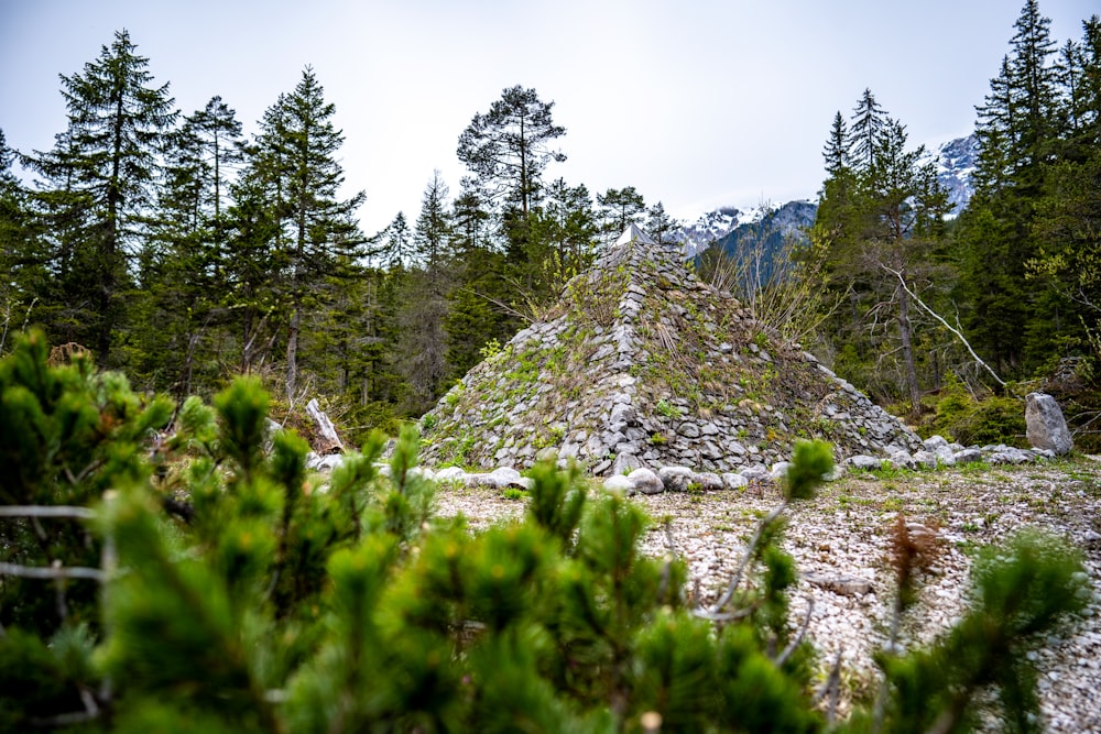 green pine trees on hill under white sky during daytime
