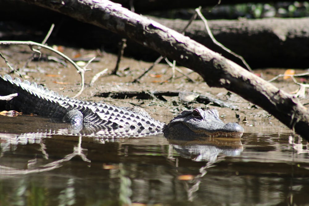 black crocodile on body of water during daytime