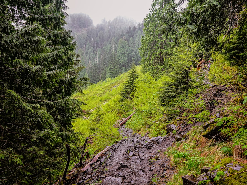 green trees on rocky ground during daytime