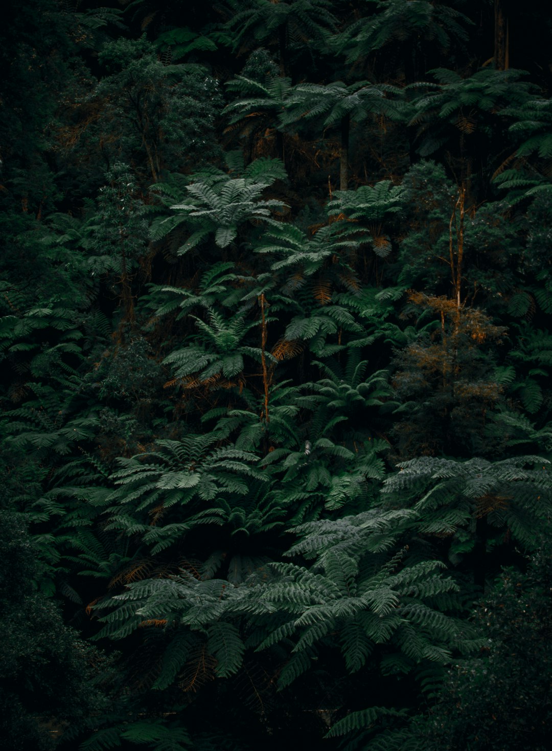 green and brown tree leaves