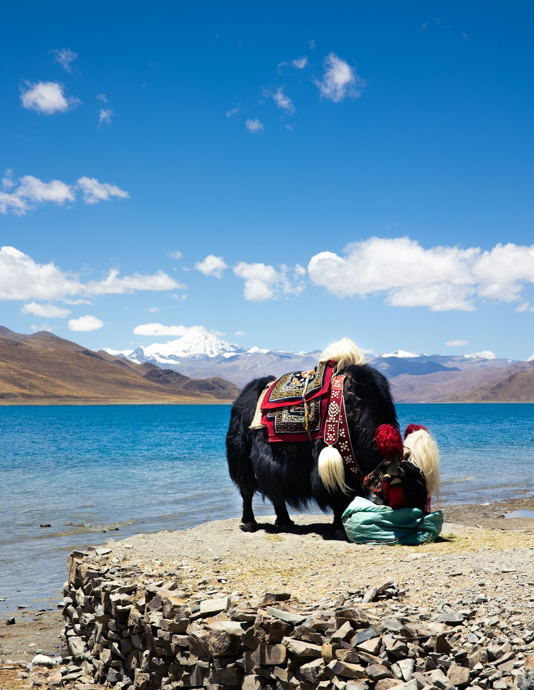 black dog sitting on brown rock near body of water during daytime