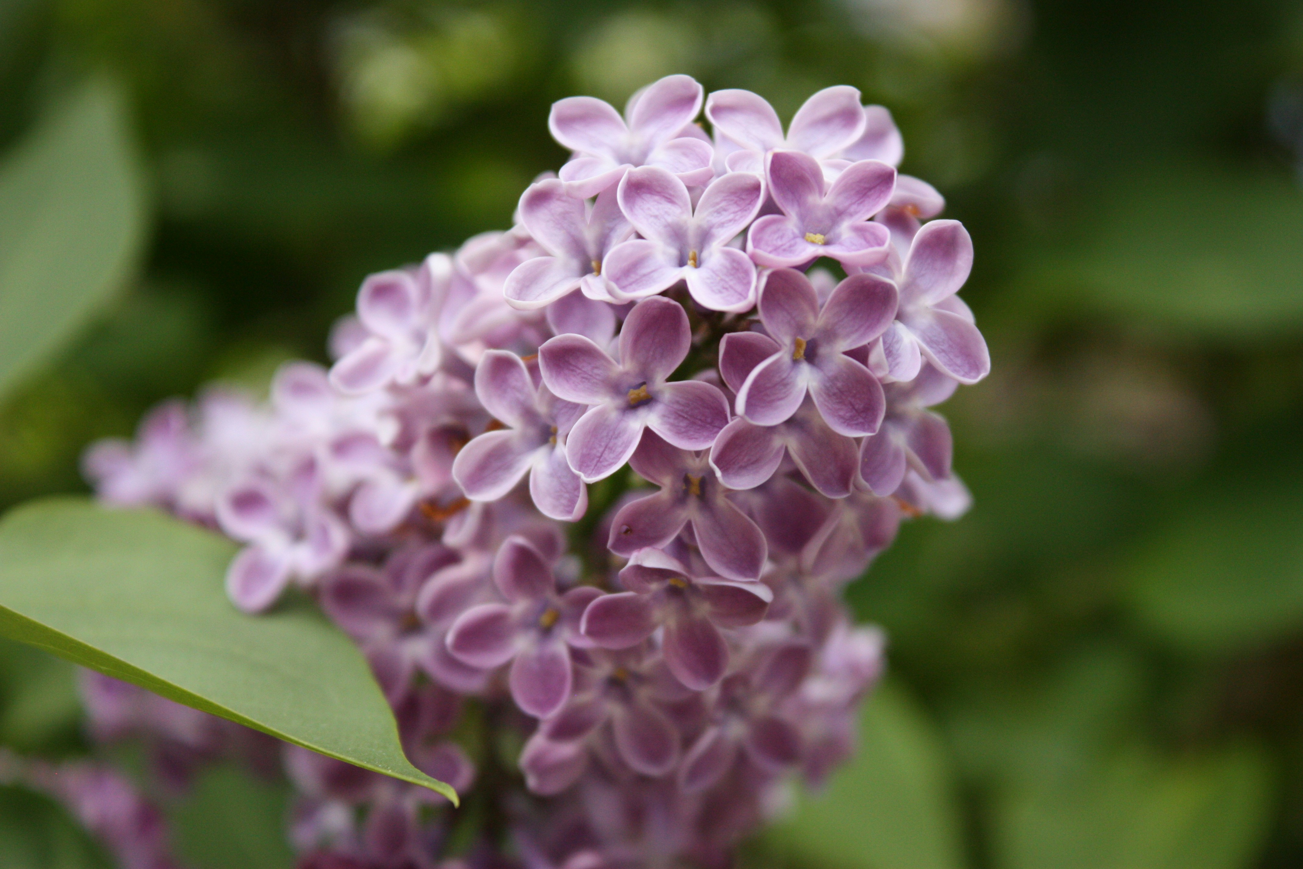 Photo by zhenya_romanova