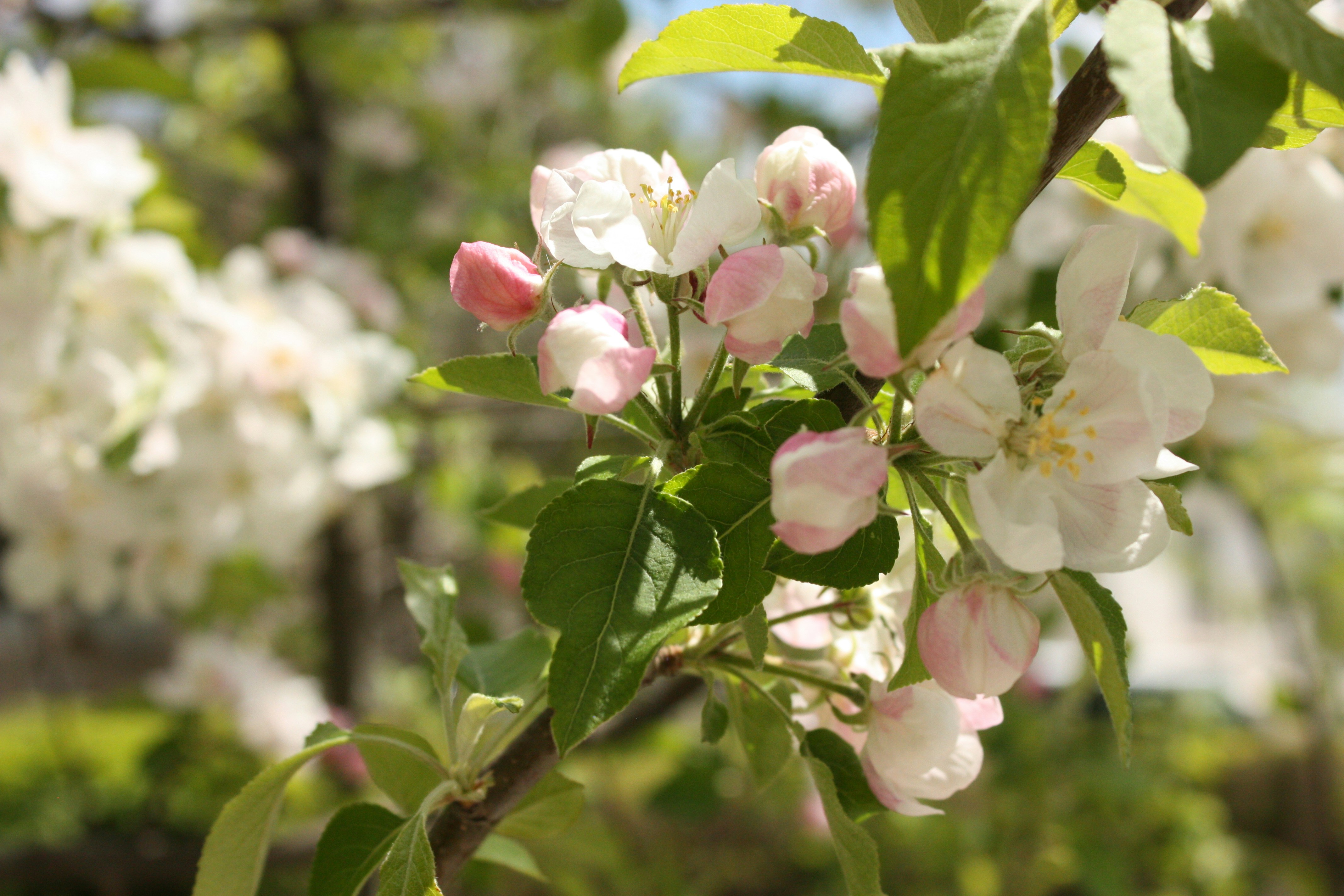 Photo by zhenya_romanova