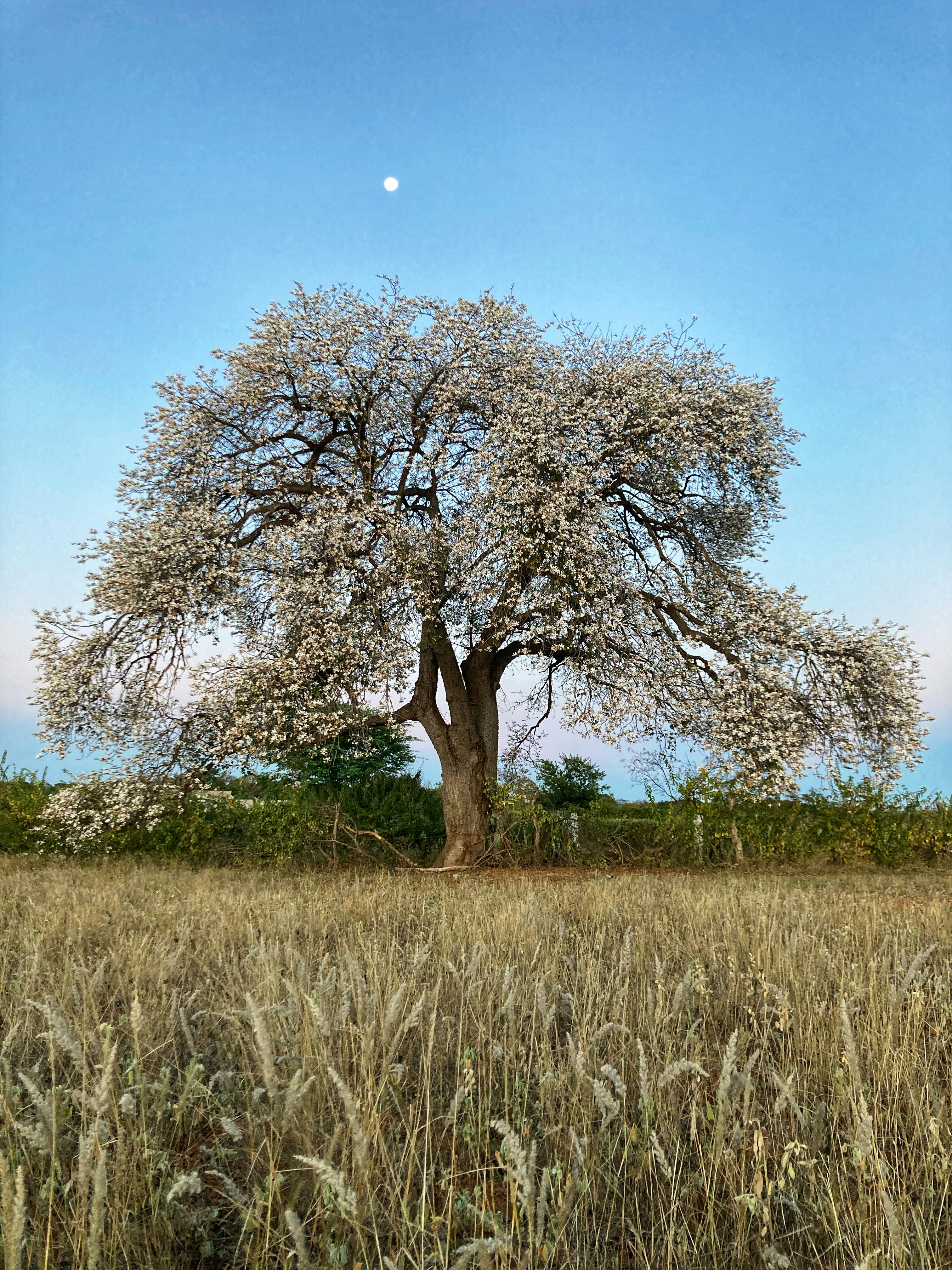 Final de tarde no interior da Bahia com a lua surgindo ao fundo.
Late afternoon in the interior of Bahia with the moon rising in the background.

Barriguda, ou paineira-branca (Ceiba glaziovii) um caule espécie de Paineira muito comum na caatinga brasileira.

Barriguda, or white paineira (Ceiba glaziovii), a very common Paineira species stem in the Brazilian caatinga