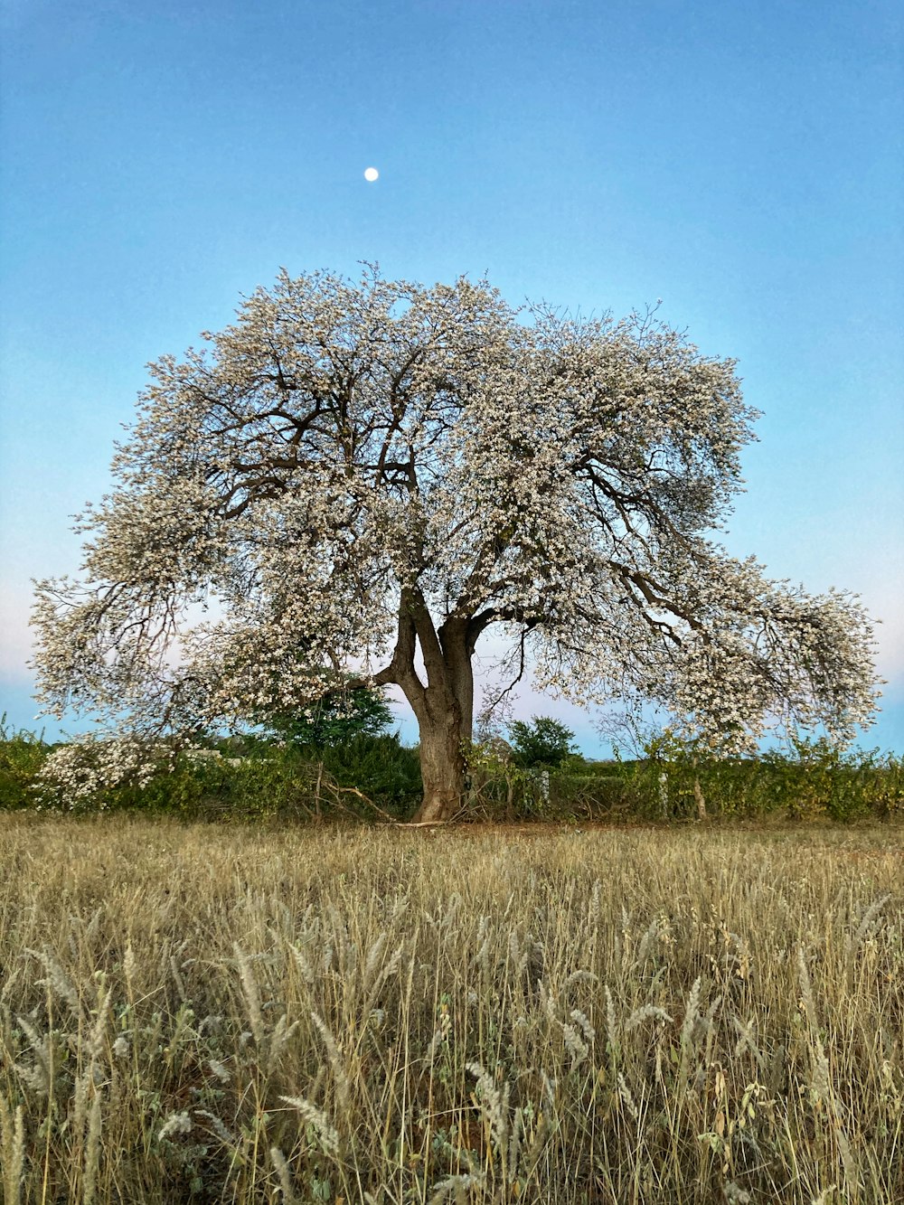 leafless tree on brown grass field during daytime