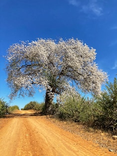 green tree on brown field under blue sky during daytime