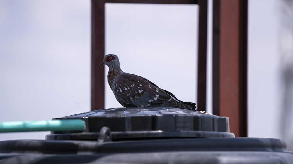 black bird on black surface