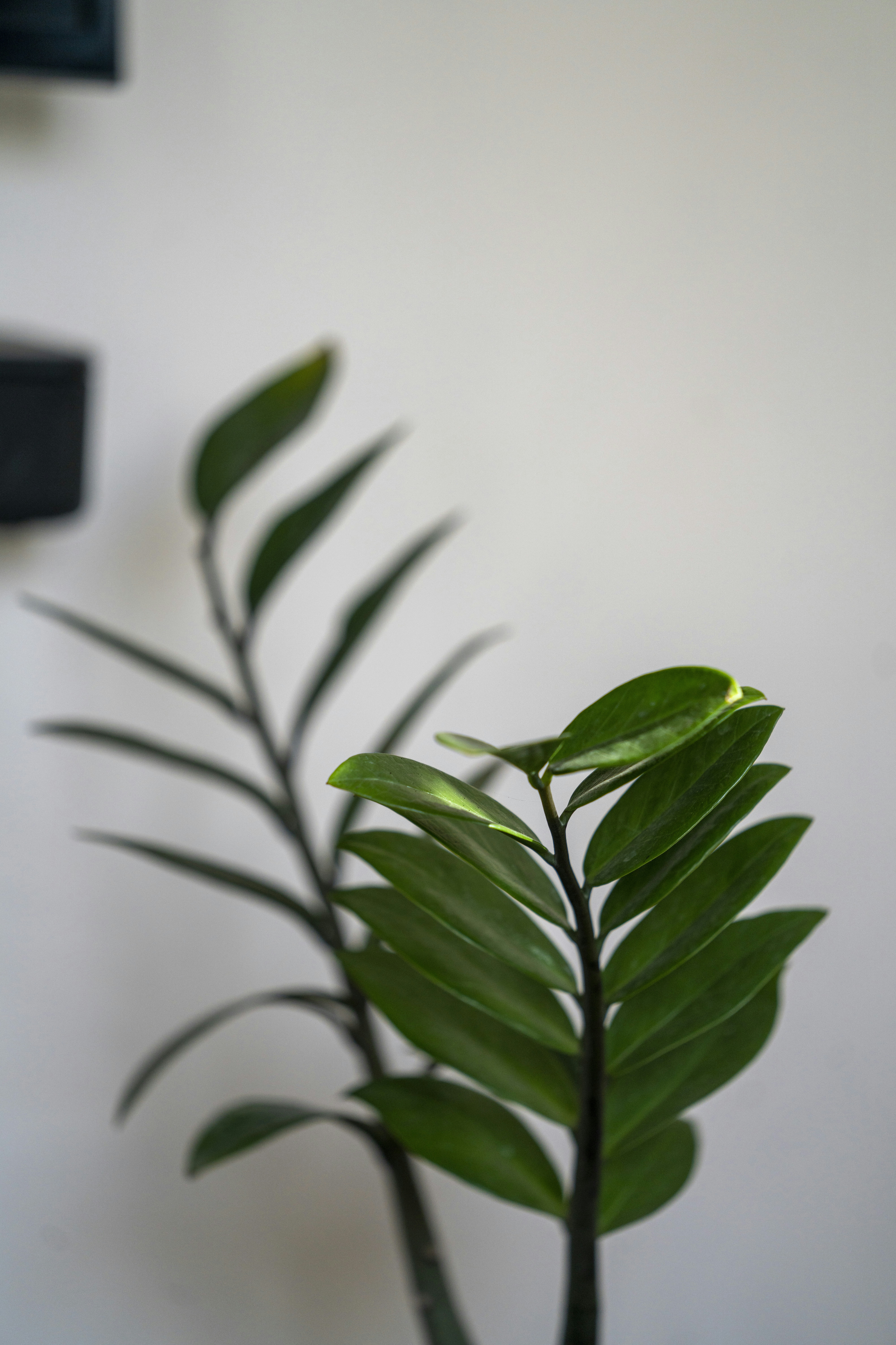 Photo by salakoay_ola