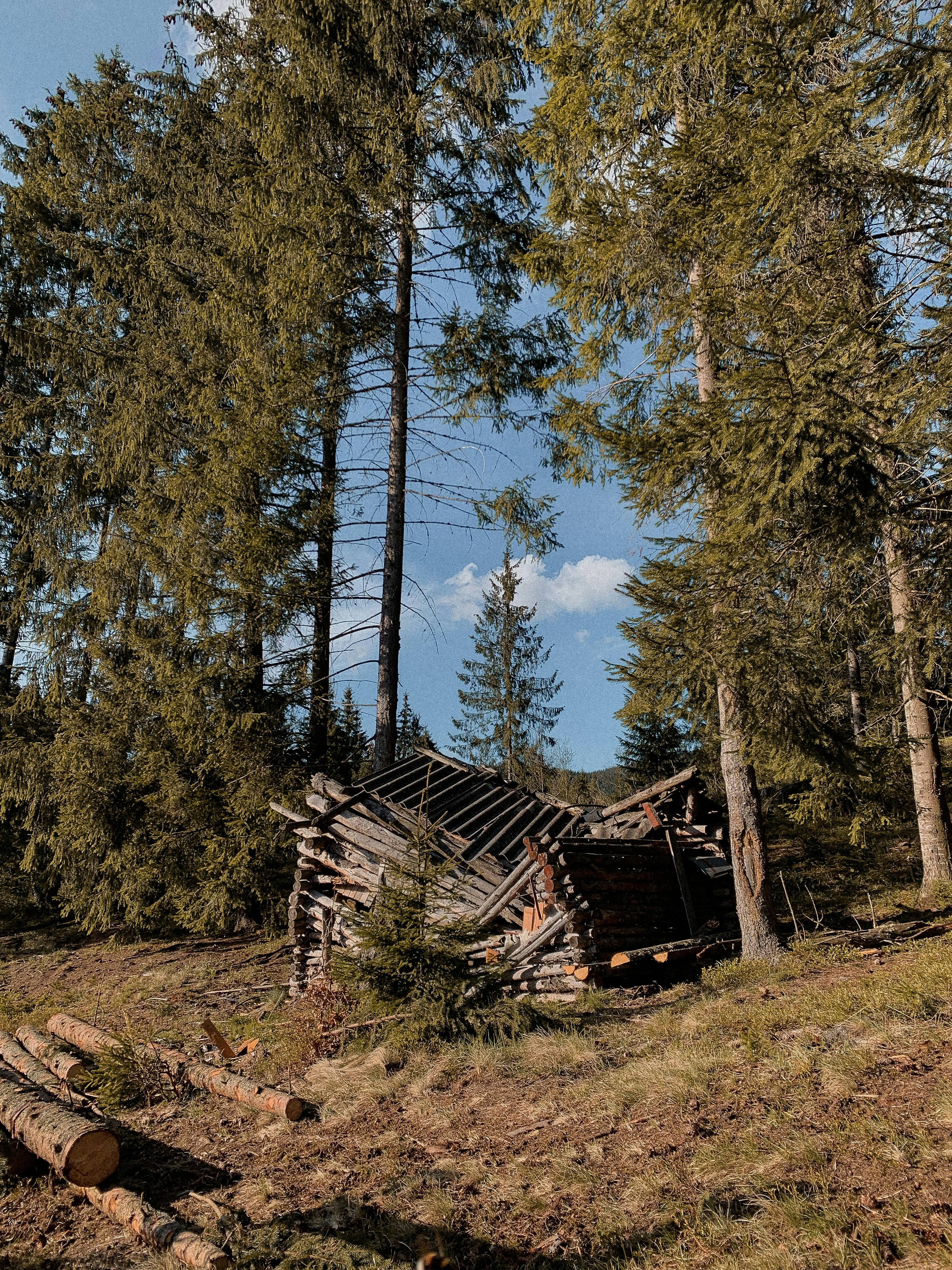 brown wooden fence near green trees during daytime