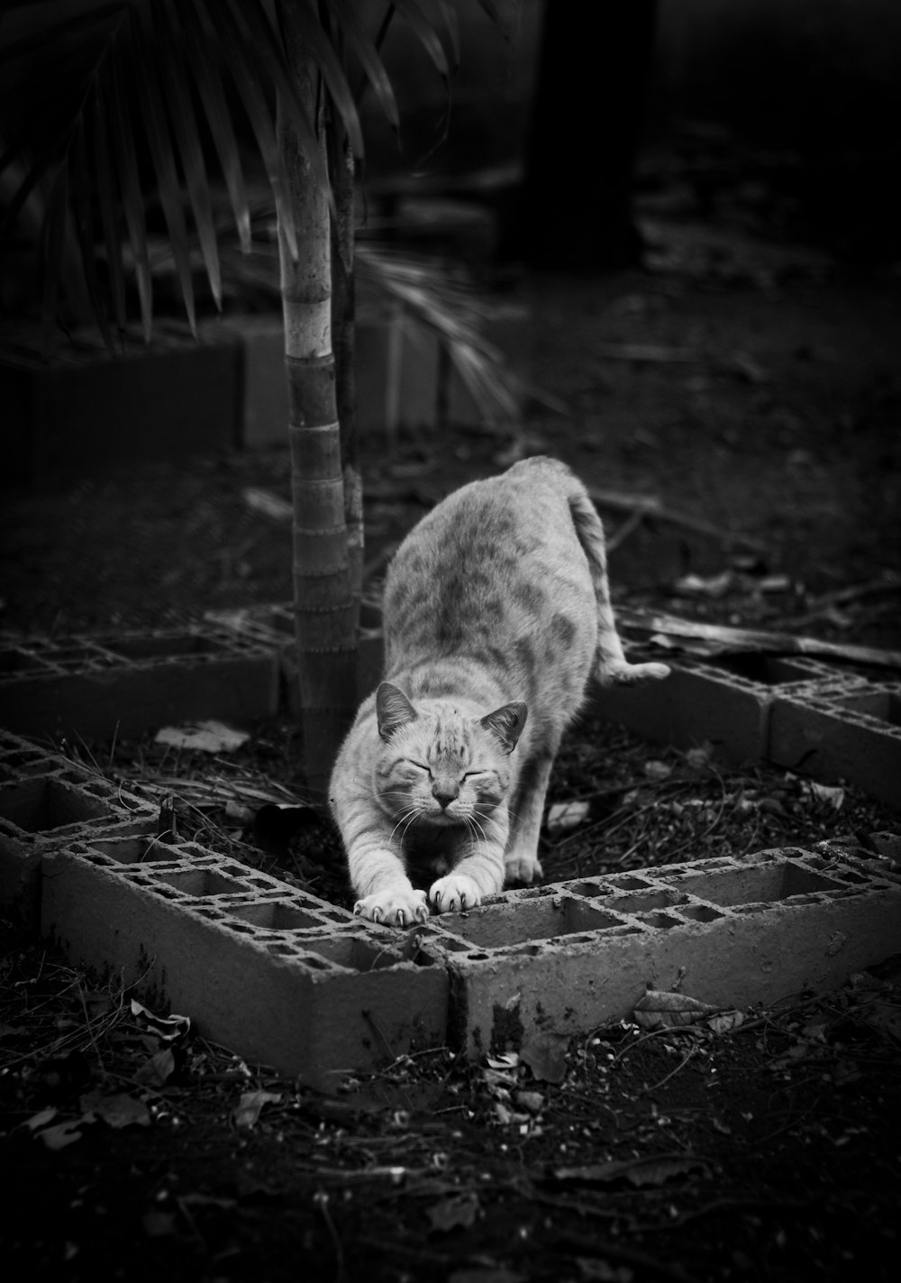 grayscale photo of cat on concrete wall