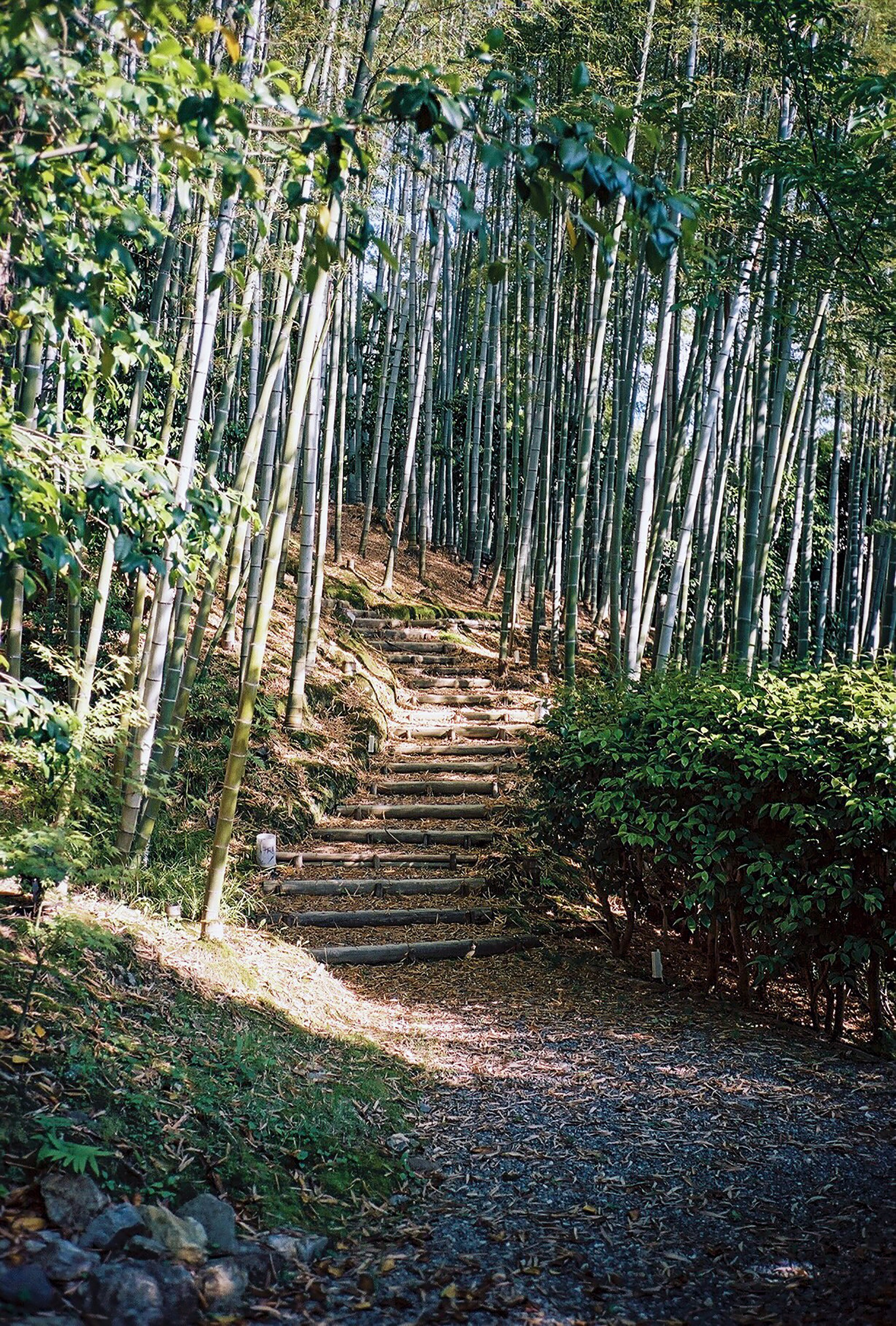 green and brown trees during daytime