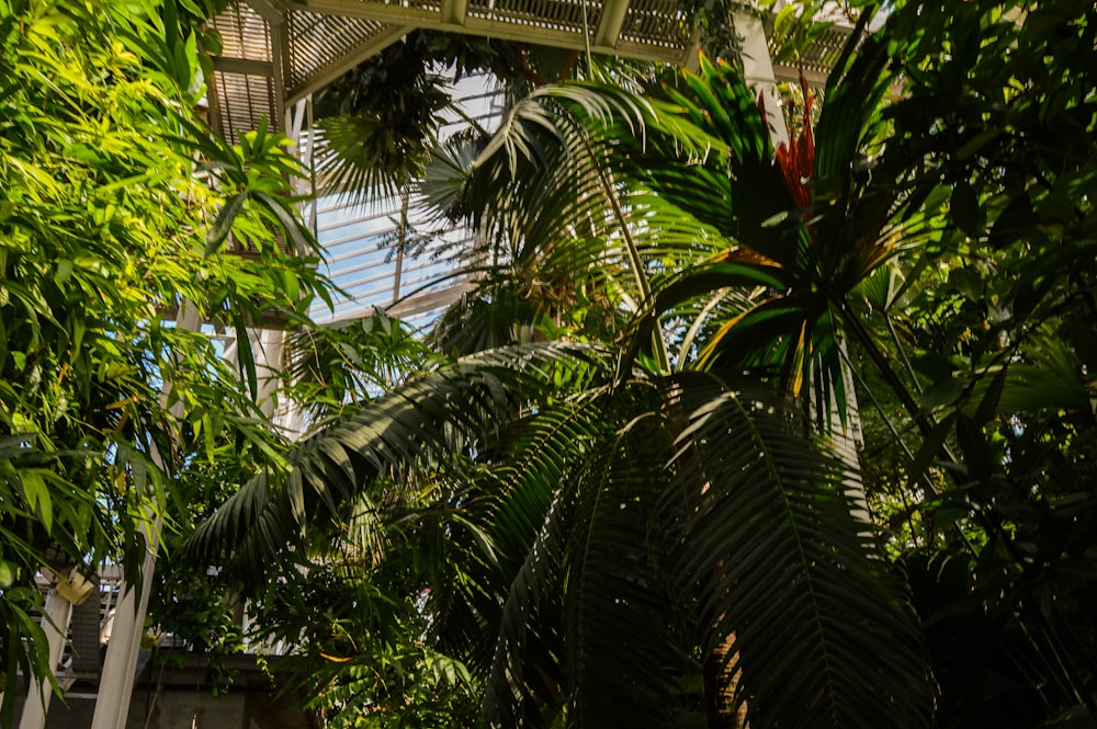 green palm tree near white building