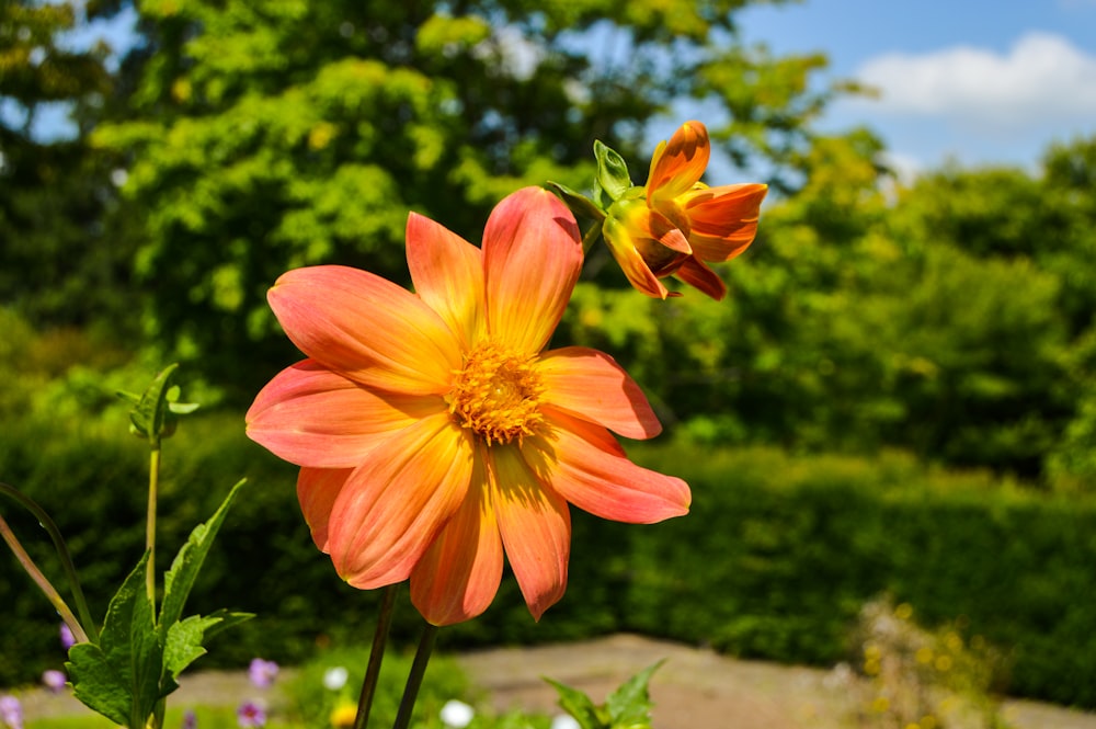 orange flower on gray concrete surface during daytime