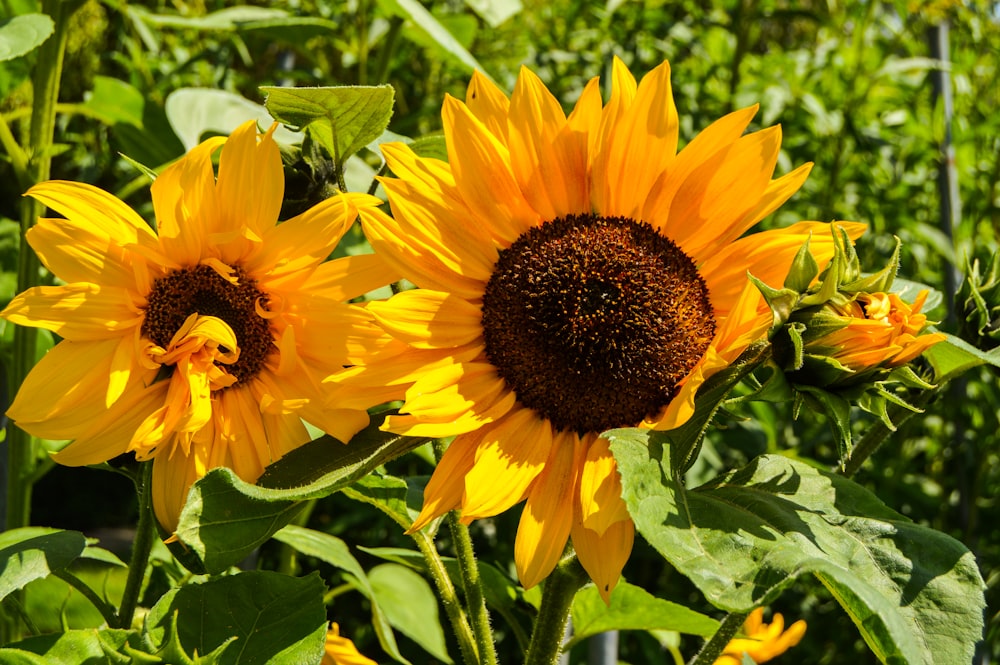 yellow sunflower in close up photography during daytime