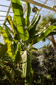 Tall green banana plants with large leaves fill the view, illuminated by sunlight streaming through a greenhouse's glass roof. Other tropical plants and trees are also visible, creating a lush, vibrant atmosphere.