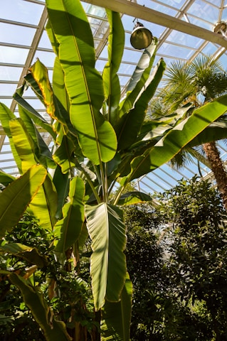 Tall green banana plants with large leaves fill the view, illuminated by sunlight streaming through a greenhouse's glass roof. Other tropical plants and trees are also visible, creating a lush, vibrant atmosphere.