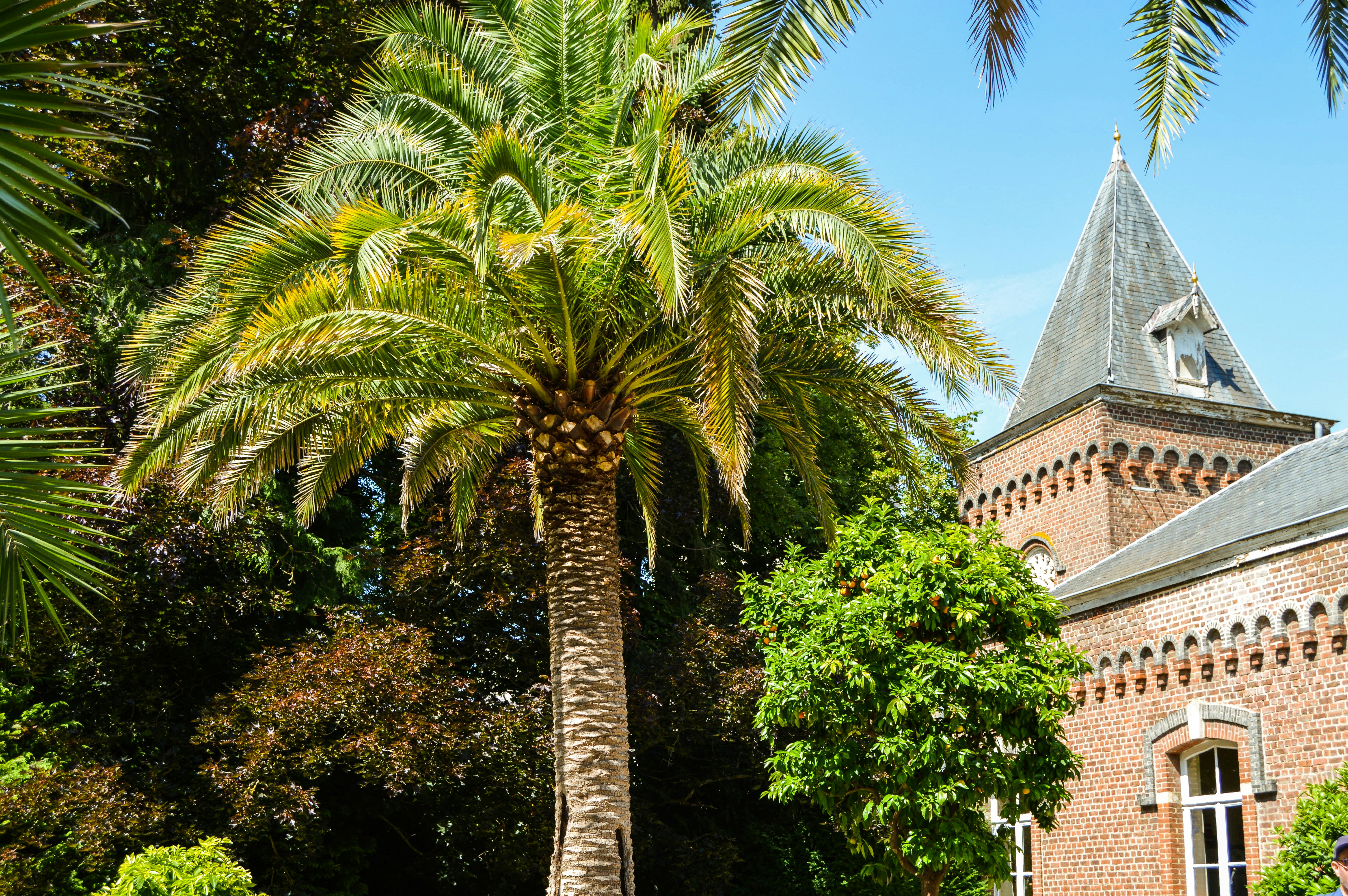 green palm tree near brown concrete building during daytime