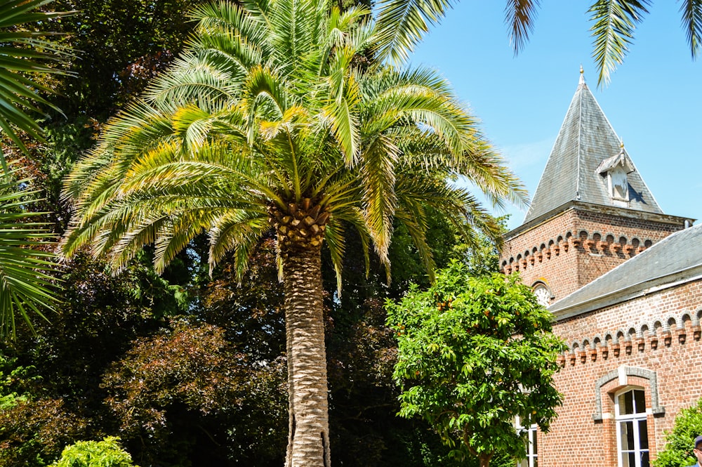 green palm tree near brown concrete building during daytime