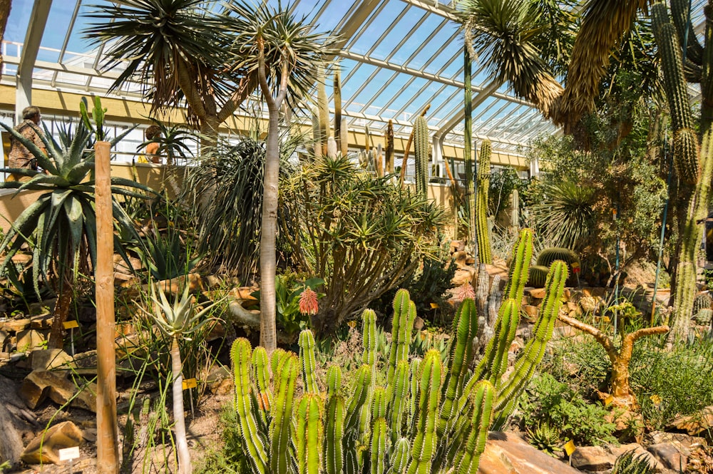 green plants under white roof