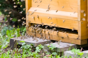 yellow and black bee on brown wooden frame