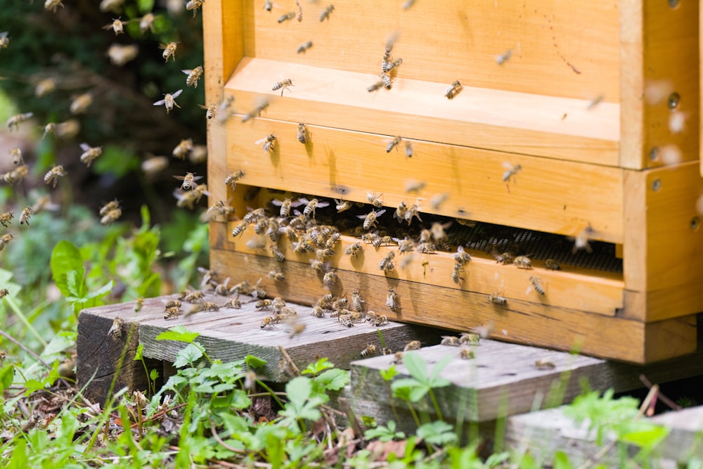 yellow and black bee on brown wooden frame