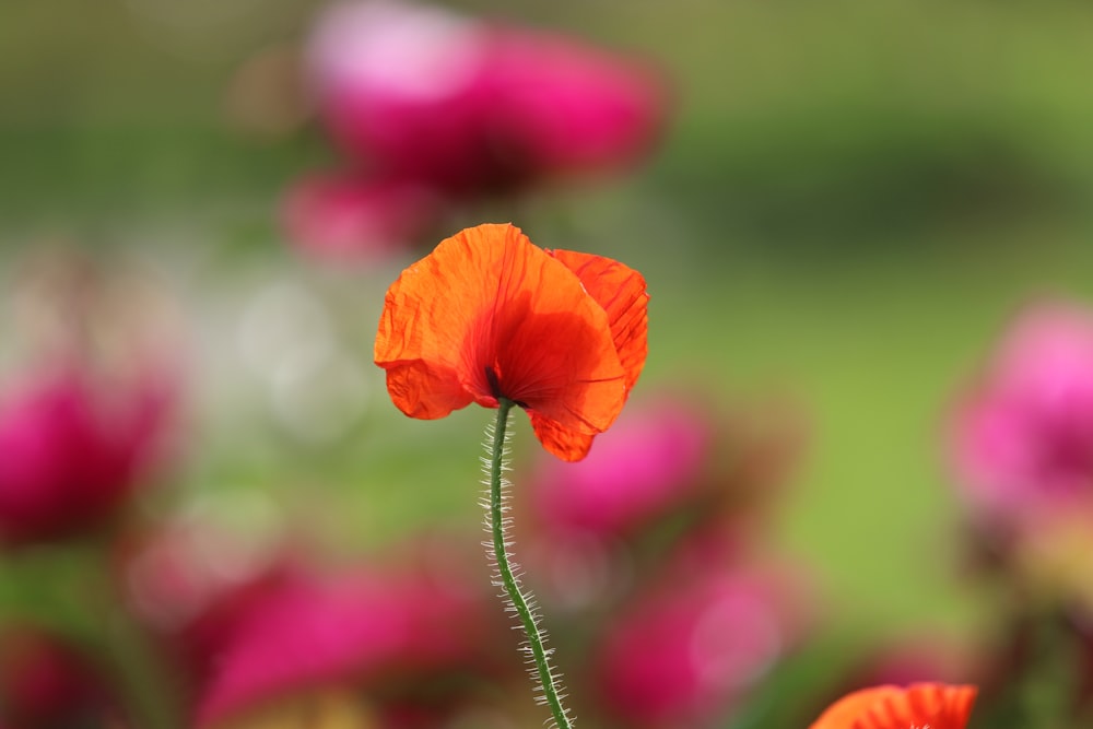 red flower in tilt shift lens