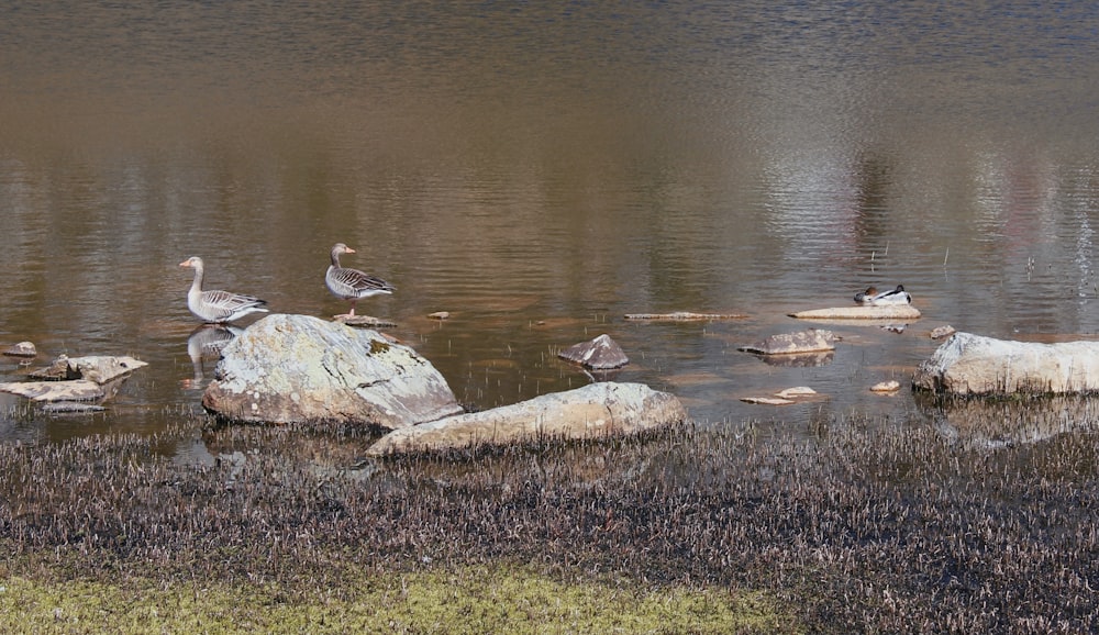 brown and white bird on green grass near body of water during daytime