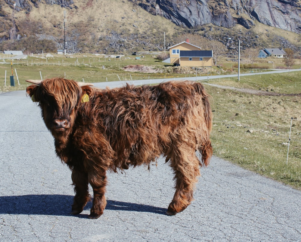 yak marrone sulla strada asfaltata grigia durante il giorno