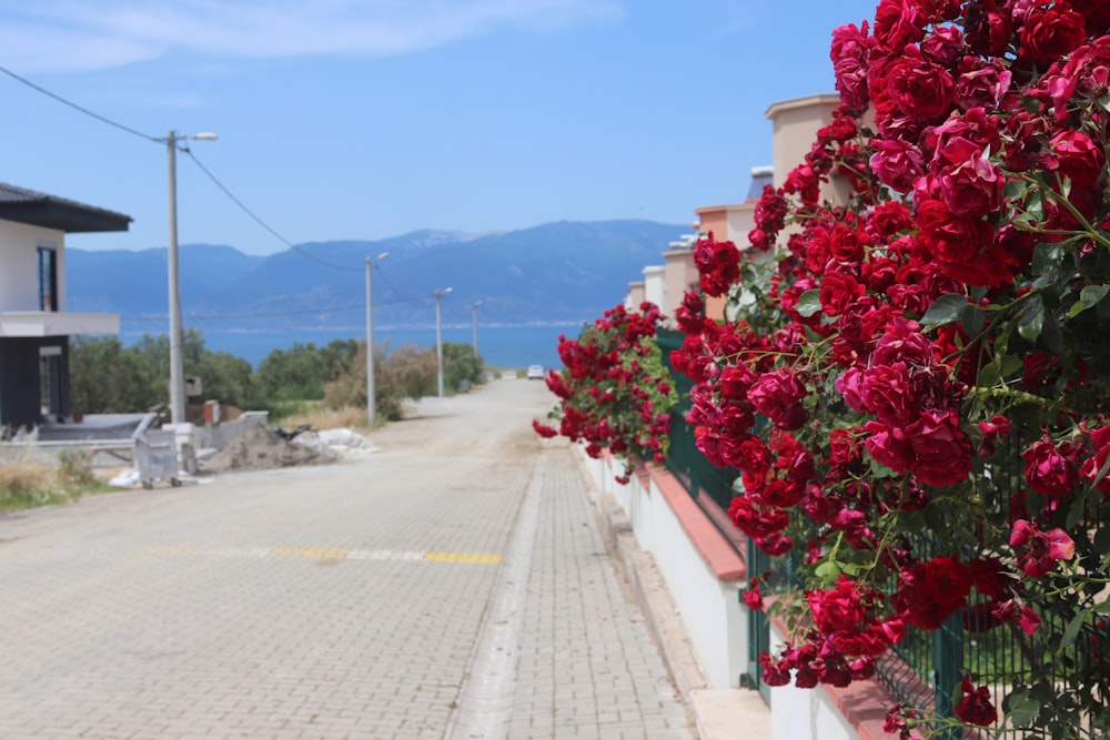 red flowers on side of the road