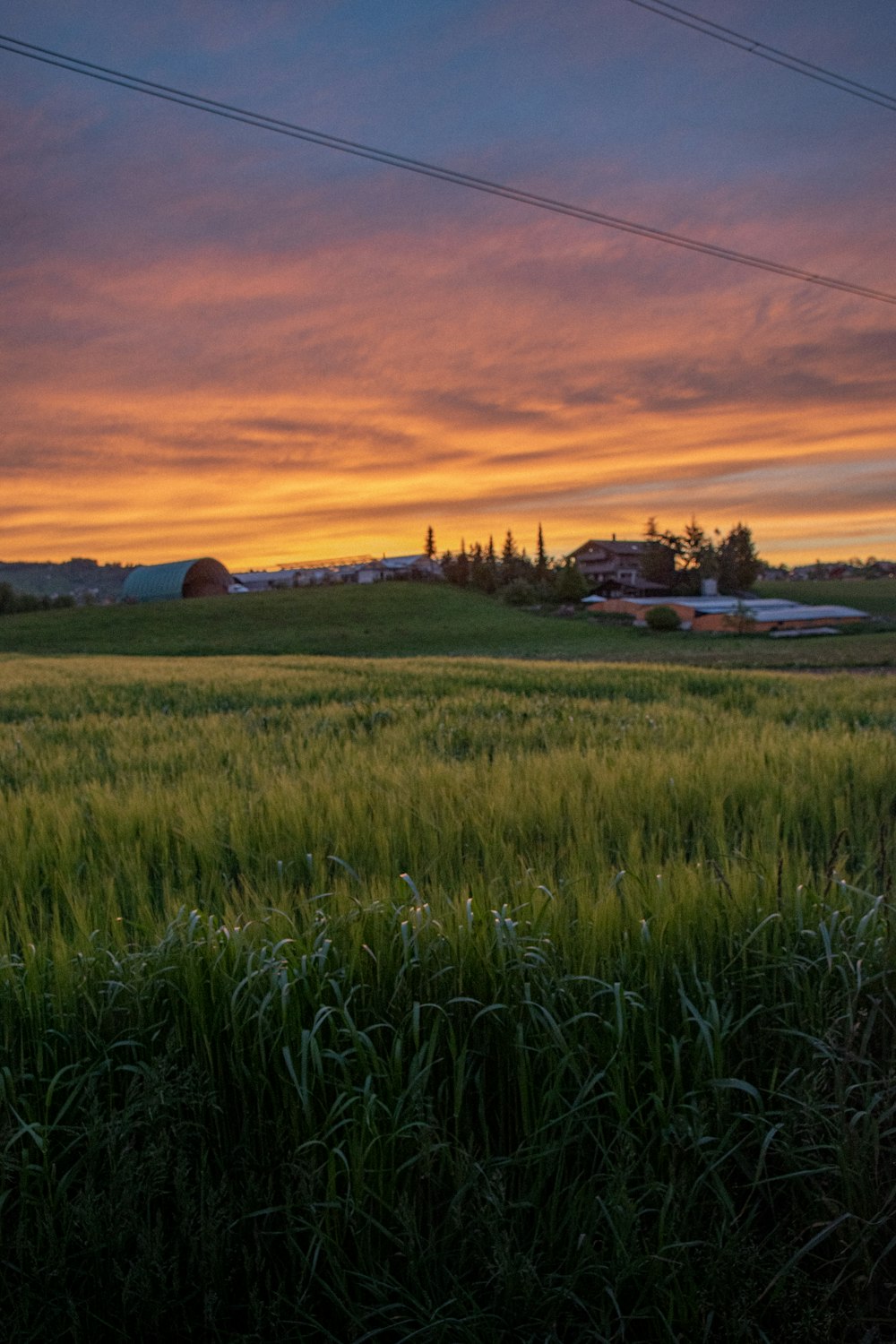 green grass field during sunset