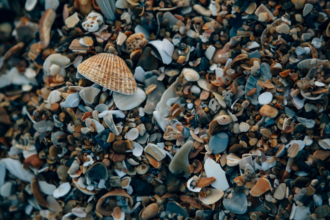 white and brown seashell on white and black pebbles