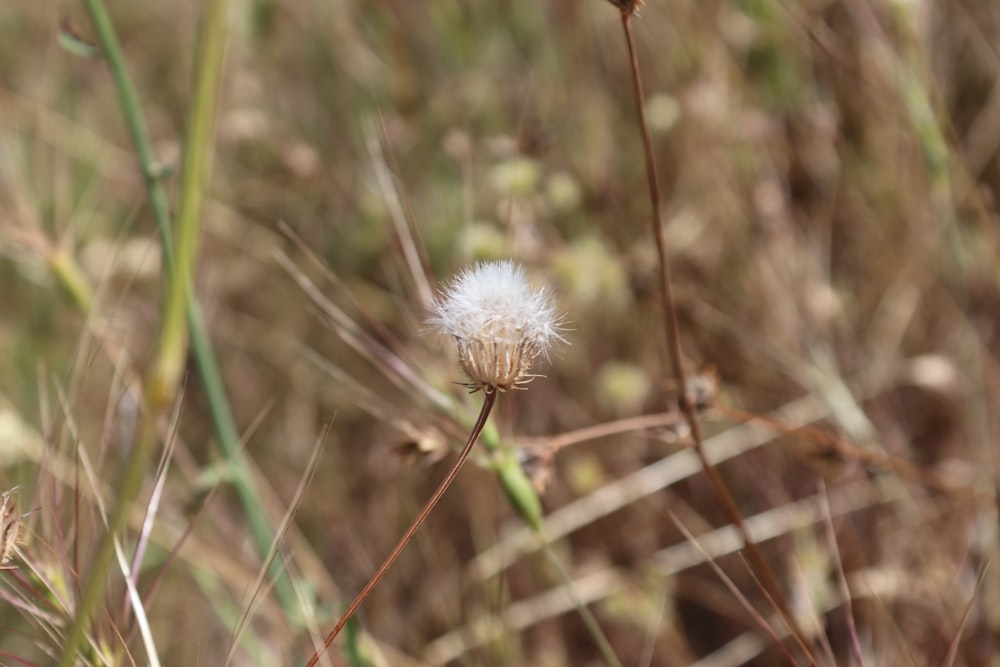 white dandelion in close up photography