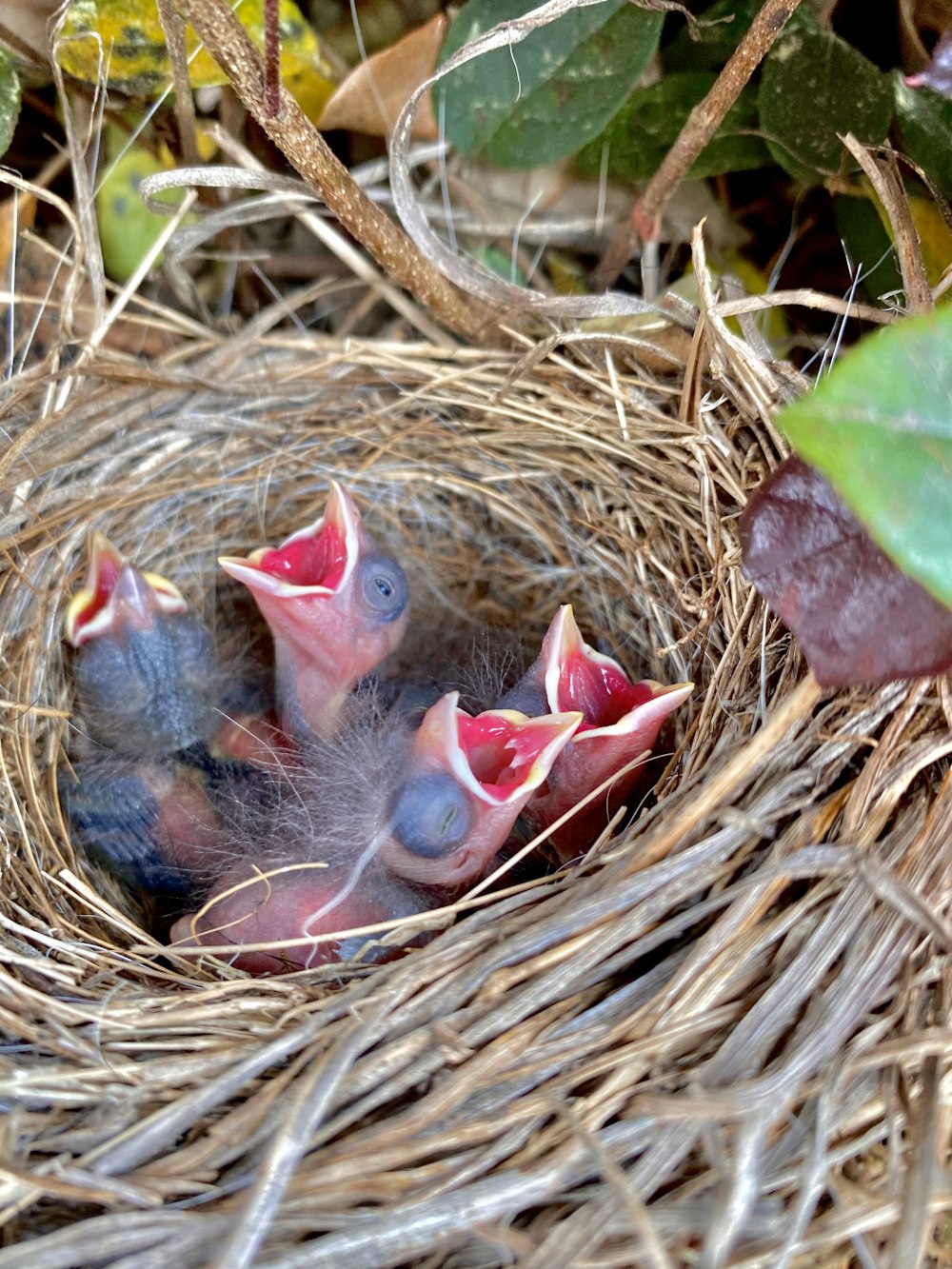 red and black bird on brown nest