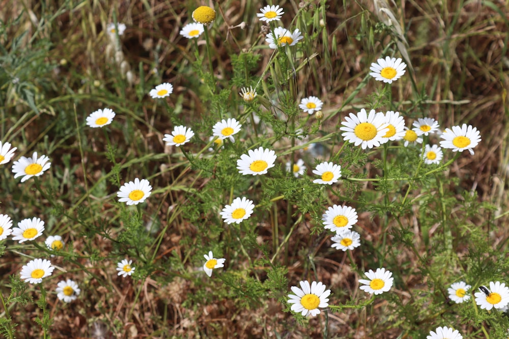 white and yellow flowers during daytime