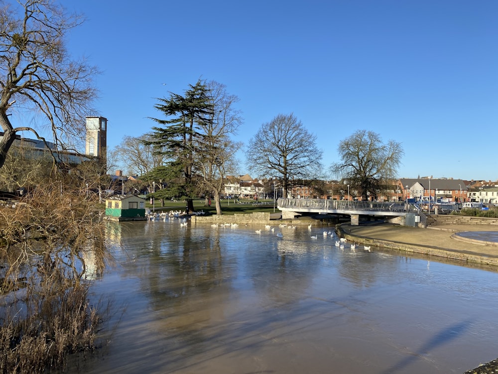 body of water near trees and buildings during daytime