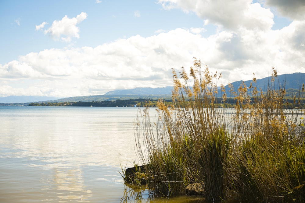 green grass on body of water during daytime