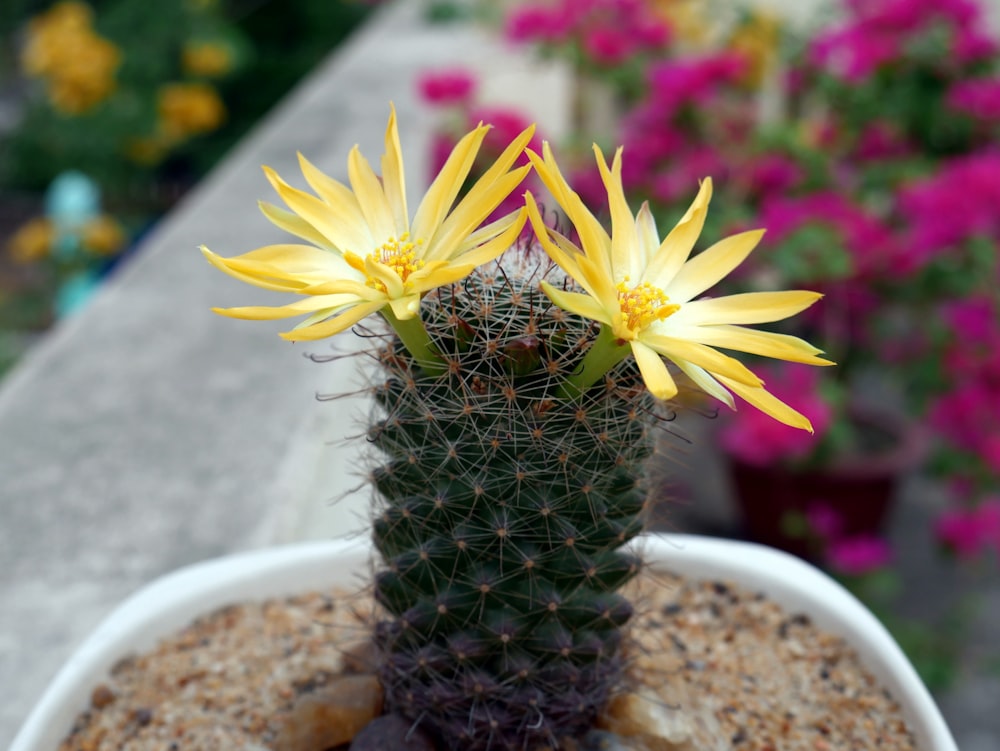 yellow and green cactus in white pot
