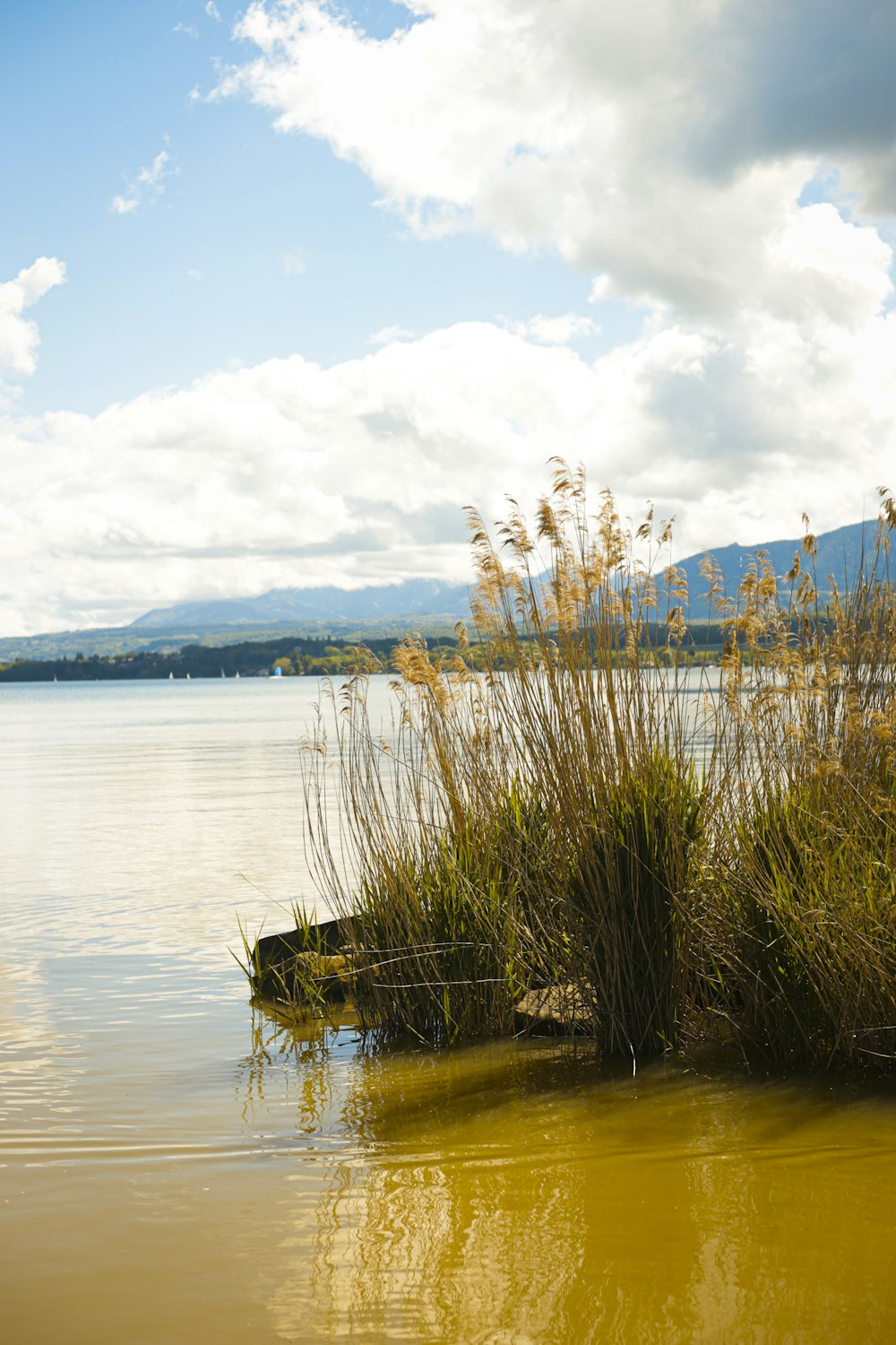 green grass on body of water during daytime