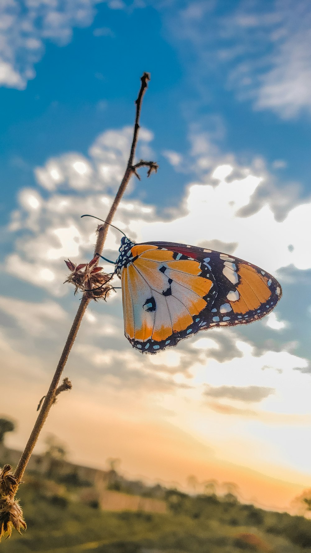 brauner und schwarzer Schmetterling tagsüber auf braunem Ast unter weißen Wolken