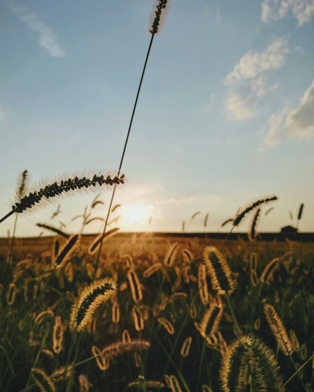 wheat field under cloudy sky during daytime