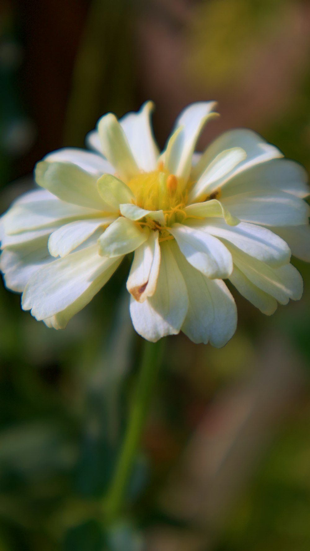 white and yellow flower in tilt shift lens