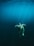 A sea turtle gracefully swims through the deep blue ocean, its flippers extended as it glides effortlessly through the water. Sunlight filters down from the surface, creating rays and a serene, almost ethereal atmosphere.