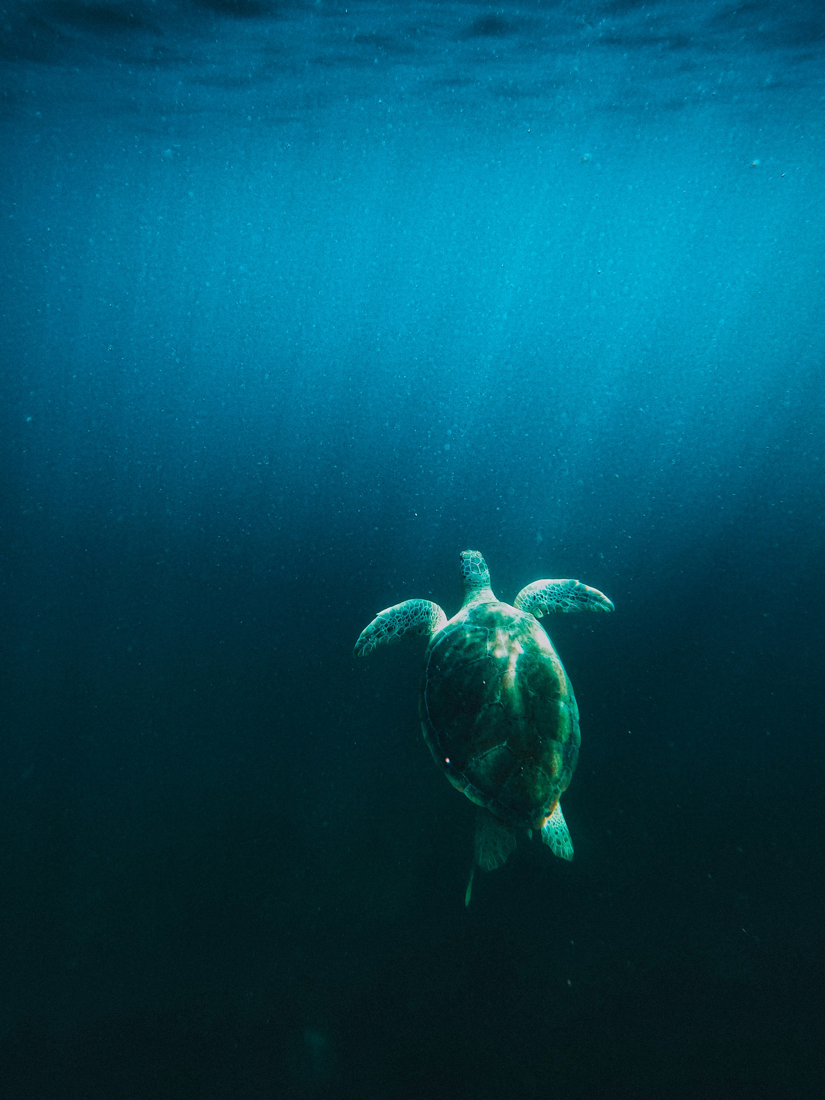 sea turtle under blue sky