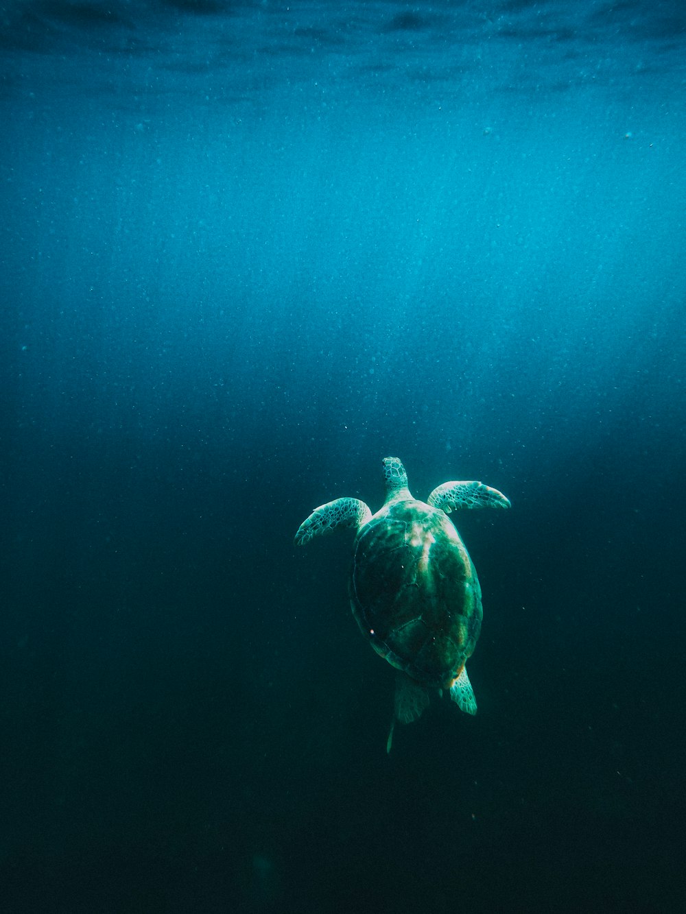 sea turtle under blue sky