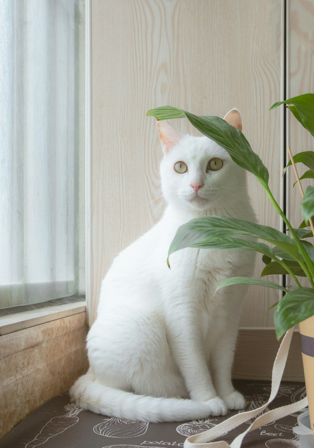 white cat beside green plant