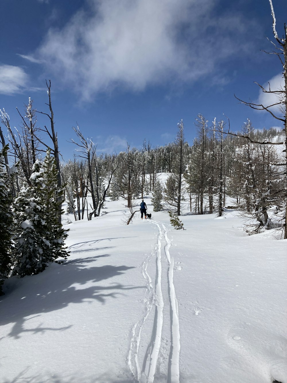 person in yellow jacket and black pants walking on snow covered ground during daytime