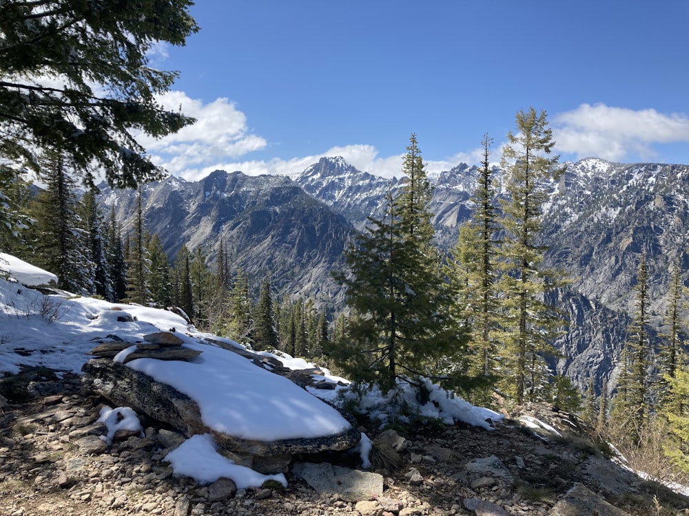 green pine trees on snow covered mountain during daytime