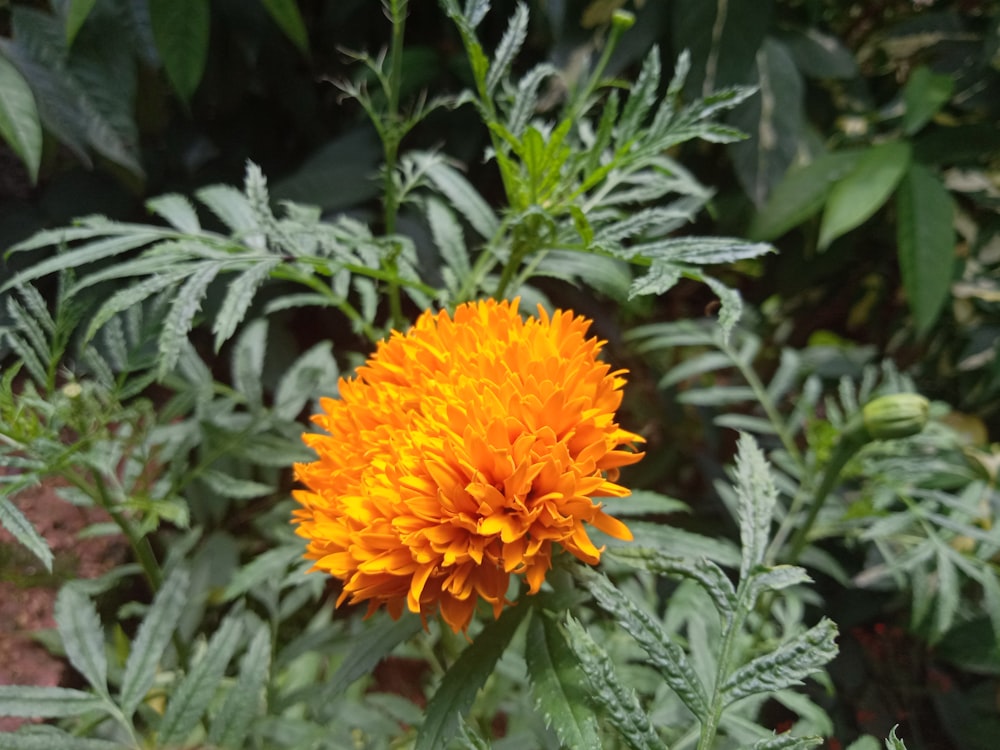 orange flower in green leaves