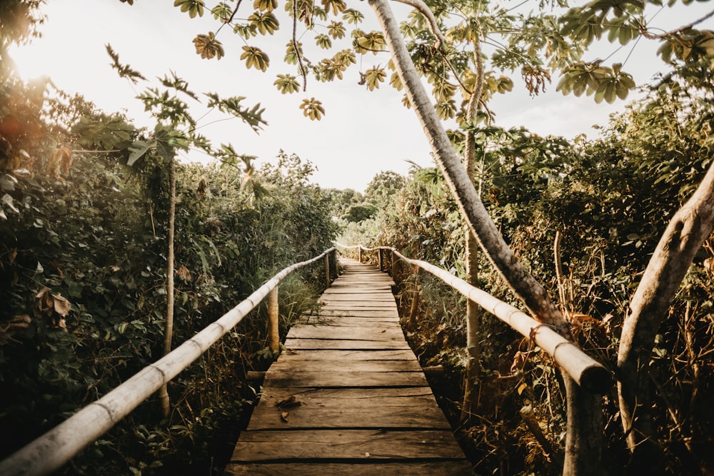 ponte de madeira marrom cercada por árvores verdes durante o dia